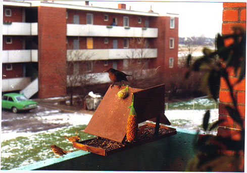 Vogelpause auf dem Balkon